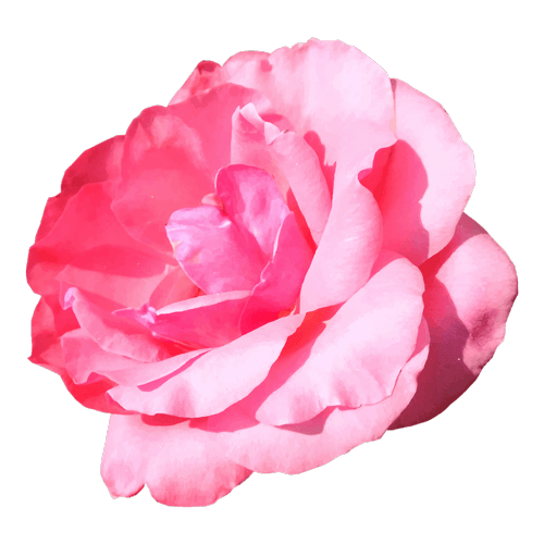 rose image 